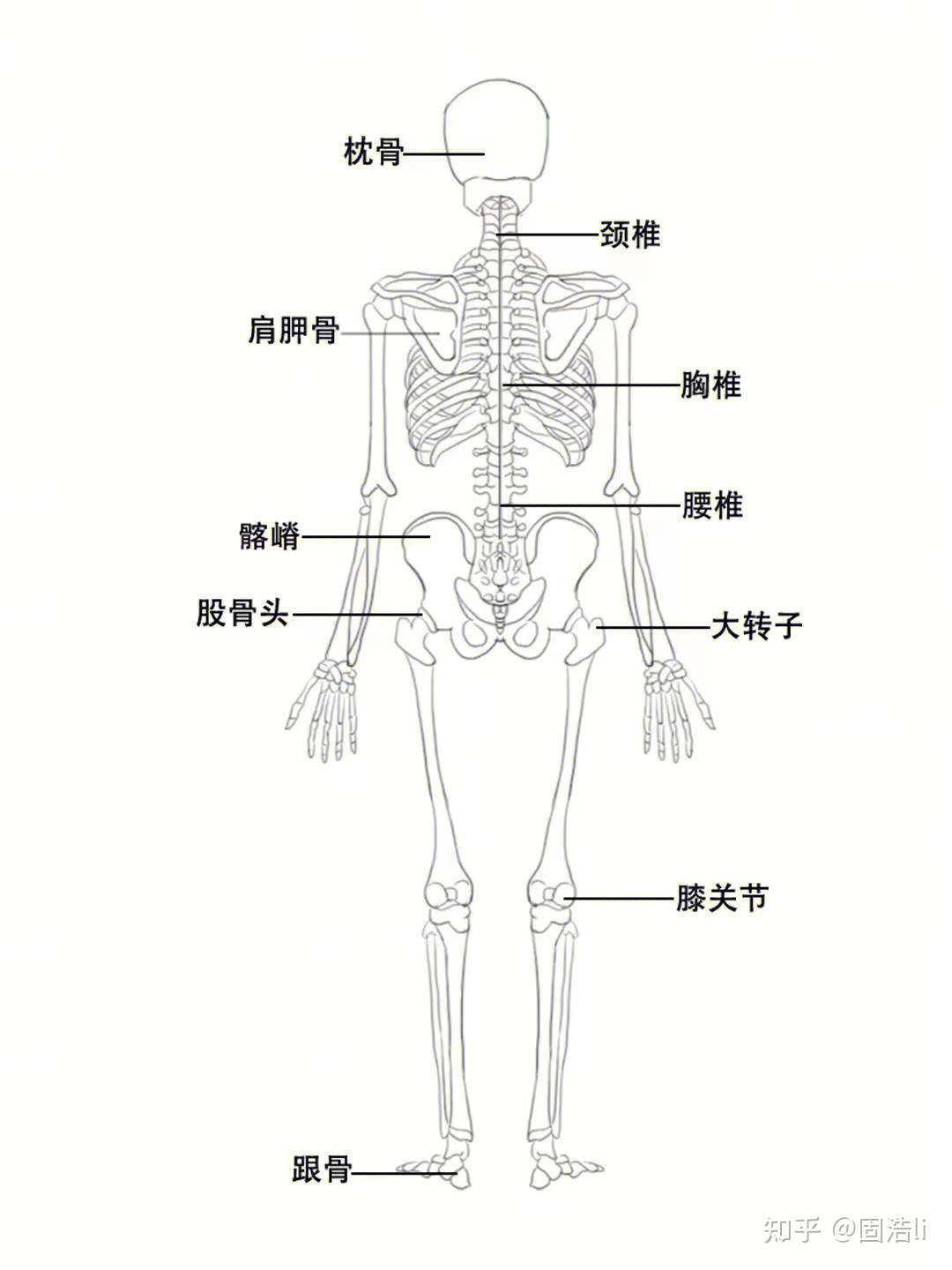 人体背部骨头结构图片