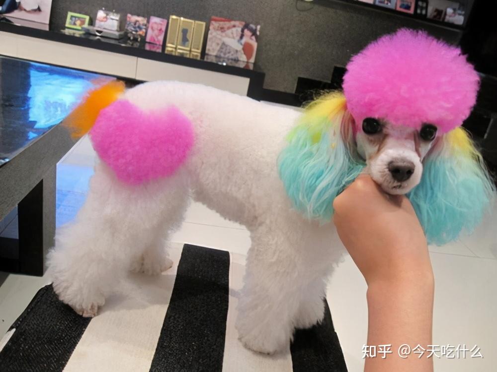 泰迪频繁美容,去修剪毛发,染色,是会对皮肤和毛发造成一定的伤害的.