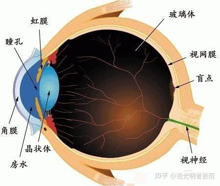 眼睛房水位置图片图片