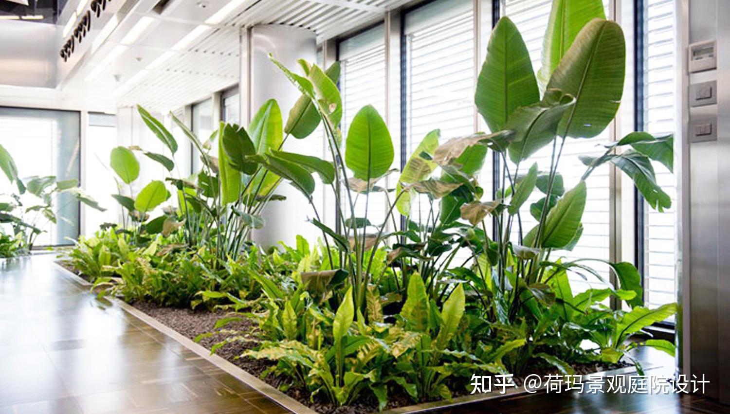 上海室内绿植景观设计——简约自然,打造天然小氧吧! - 知乎