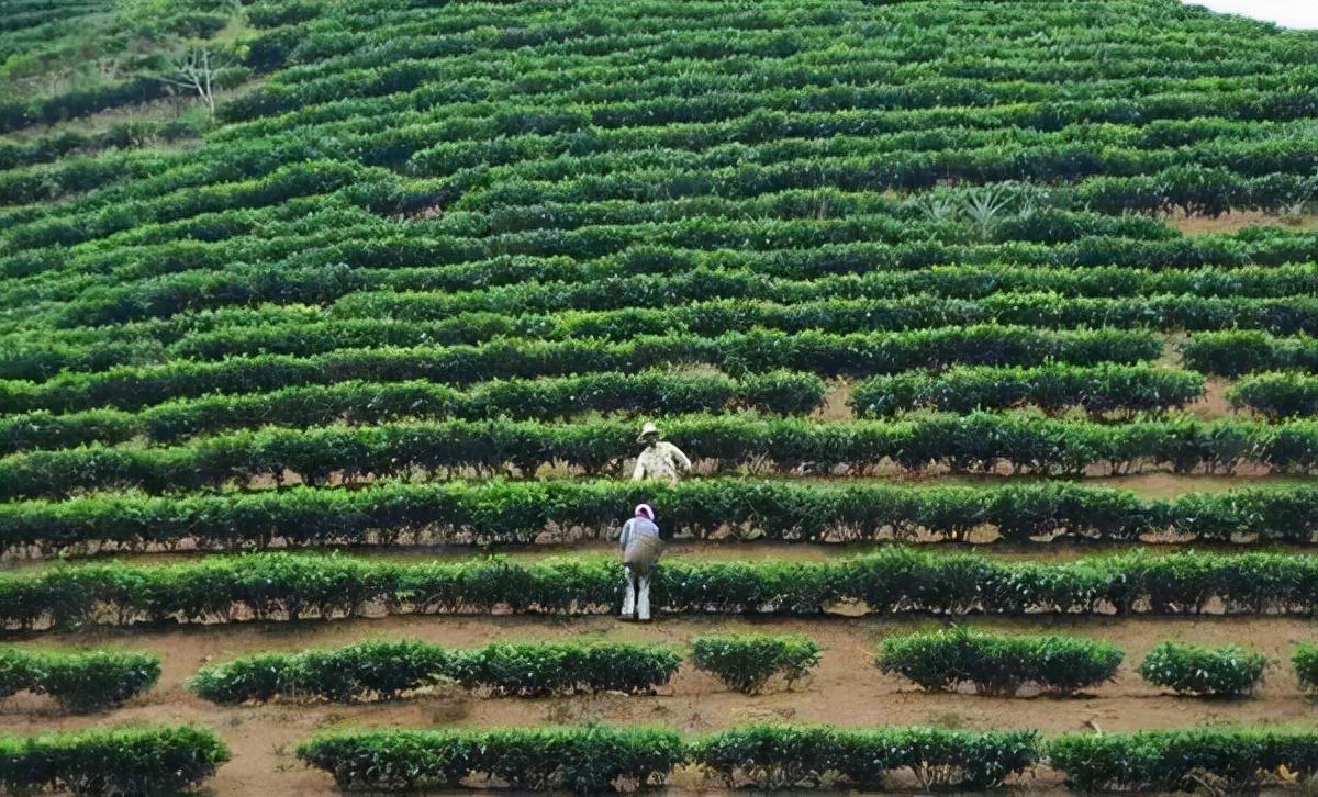 遍地都是古树茶，那台地茶去哪里了？ - 知乎