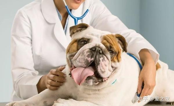 狗狗走路一瘸一拐一定是骨折了吗 如何治疗 知乎