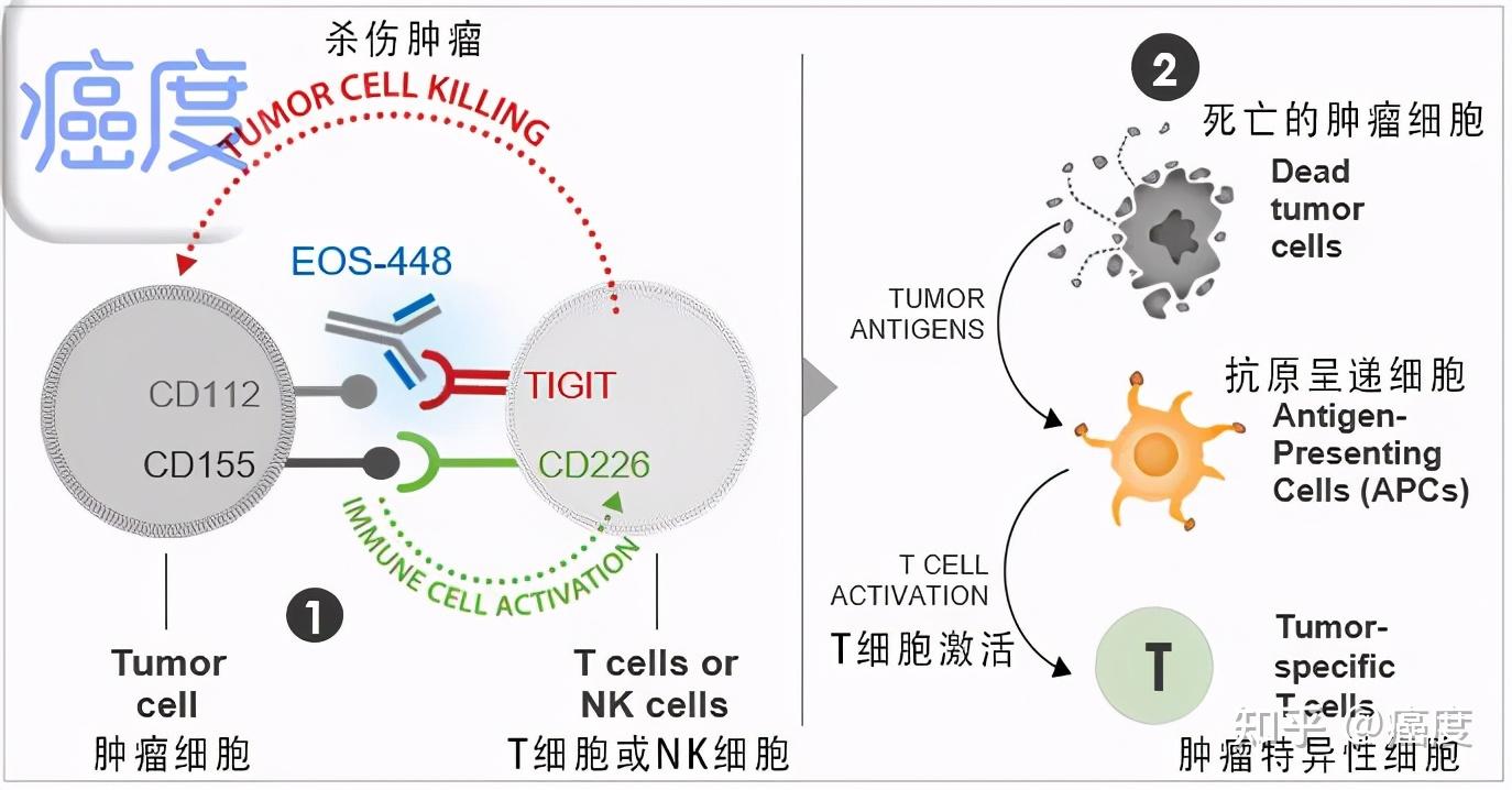 pd1pdl1免疫疗法没反应新一代免疫治疗药物快来啦