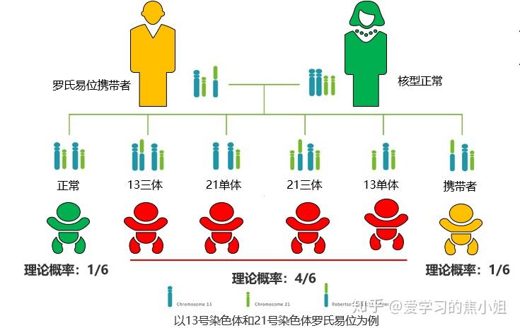 后代的理论风险概率为 1/6正常