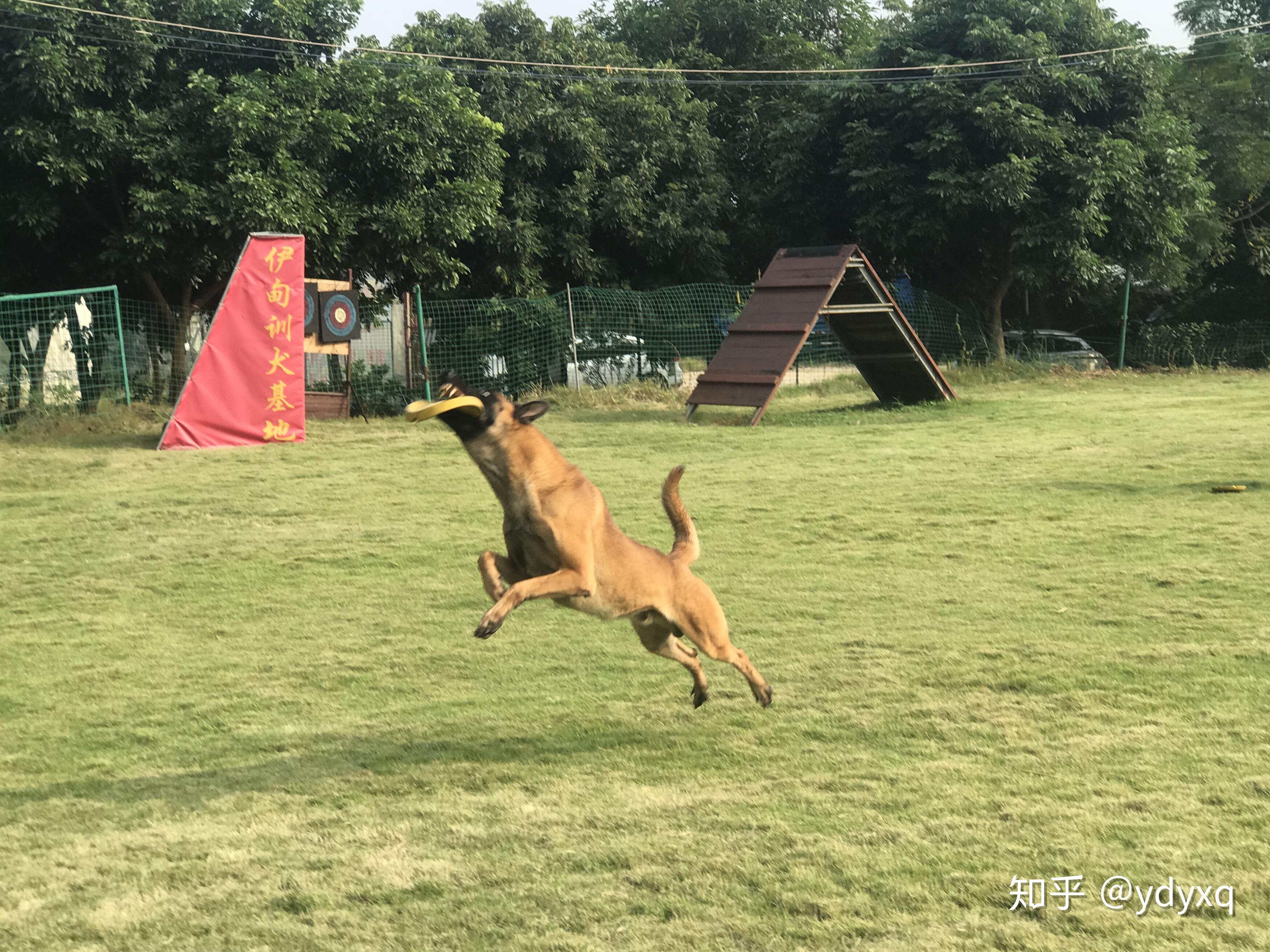 中山伊甸园训犬基地专业训狗训犬的场所