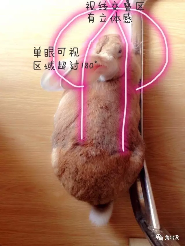 ( 61 06ω6107 )77这个食物链底端的小可爱,眼中的世界是