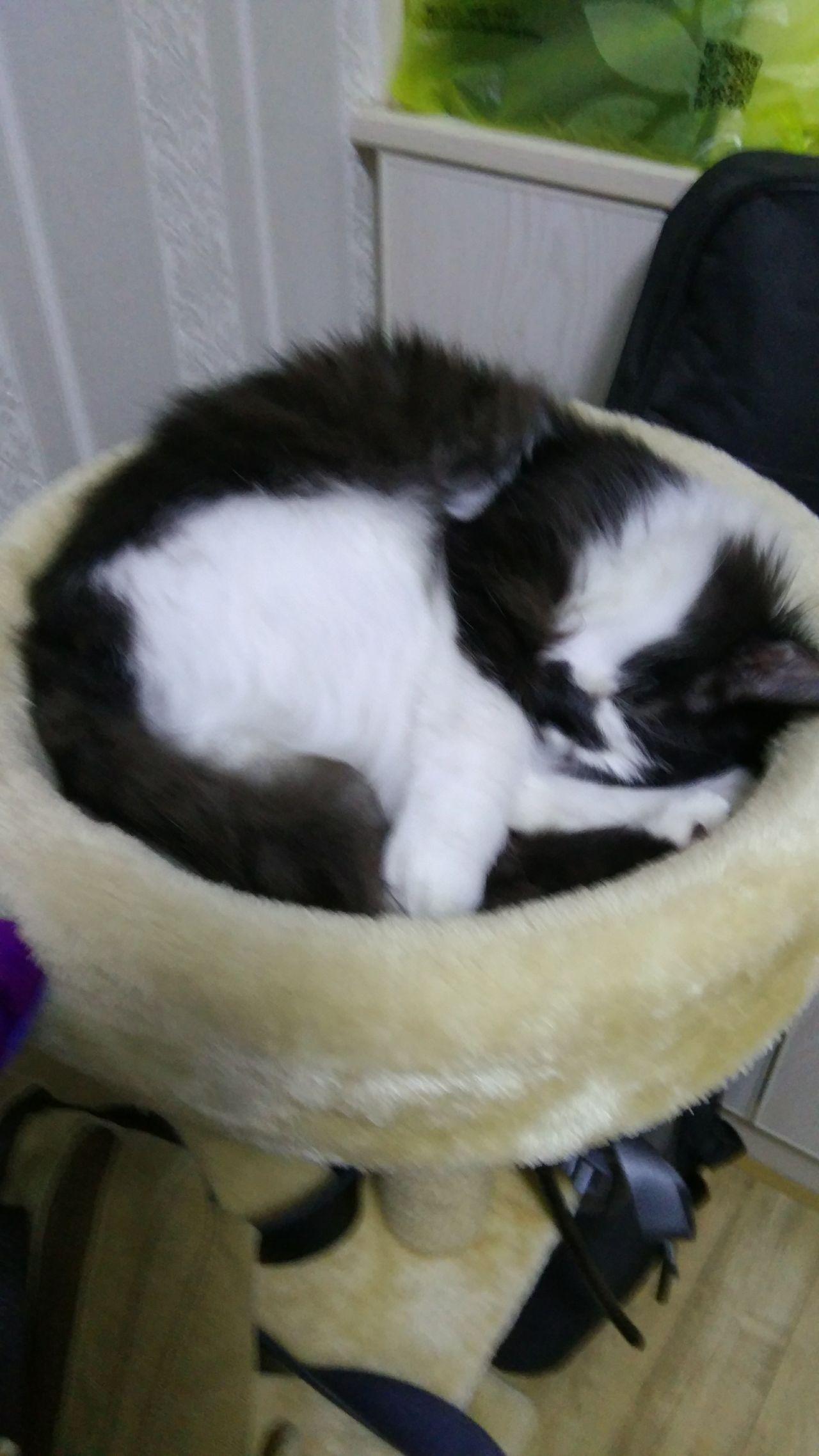 什么是动物奶牛 v2-cdd487589404ac4a51e7d4bc597fd86c_r.jpg