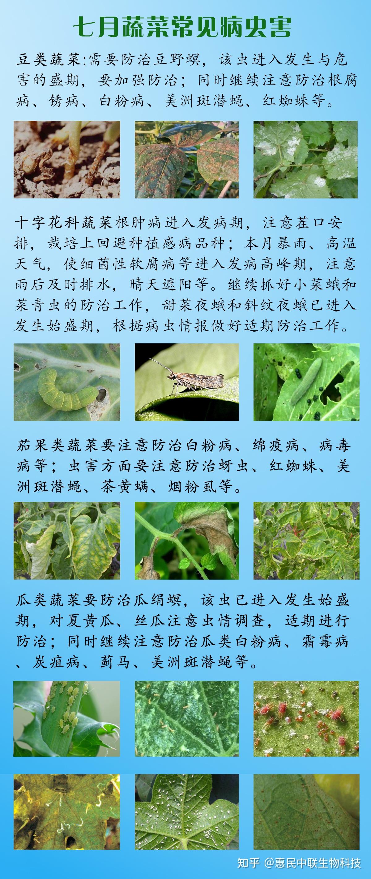 蔬菜害虫图片及名称图片