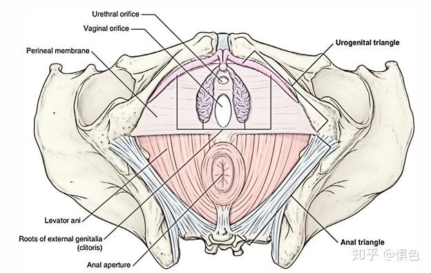 骨盆各种经线解剖图图片