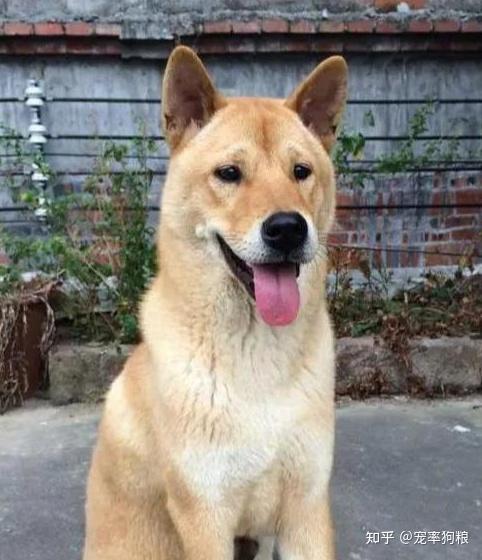 老一辈口中的旺家犬有这几个特点招人喜欢