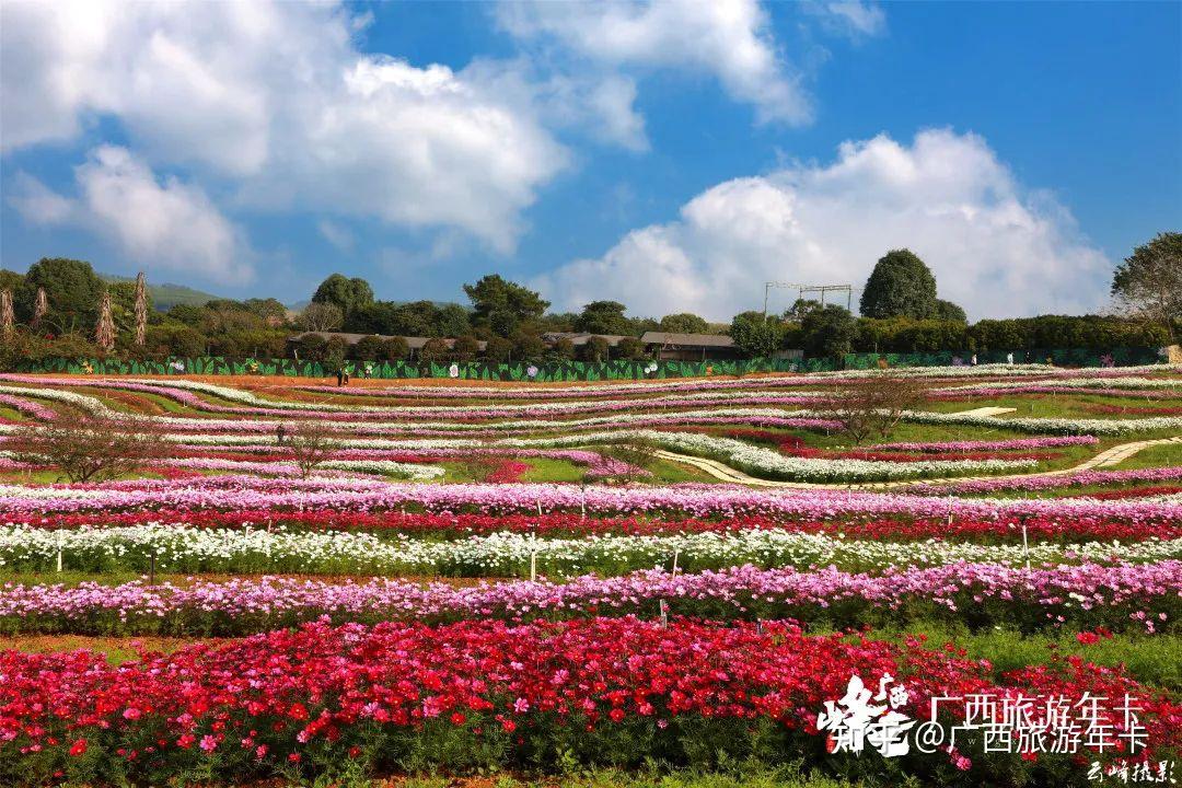 南宁梦幻梯田花海五彩格桑绚烂如画广西旅游年卡