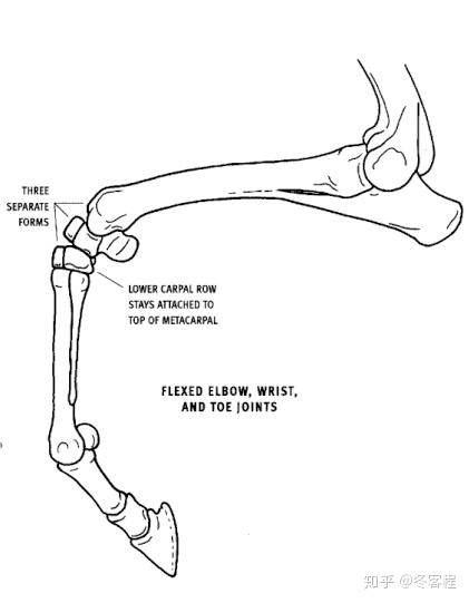 动物骨骼 前足 知乎