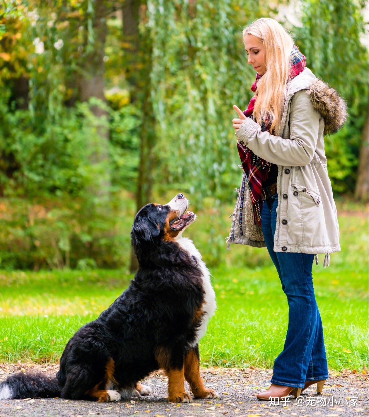 为何养"伯恩山犬"的人越来越多?网友:养了就不想换狗 - 知乎