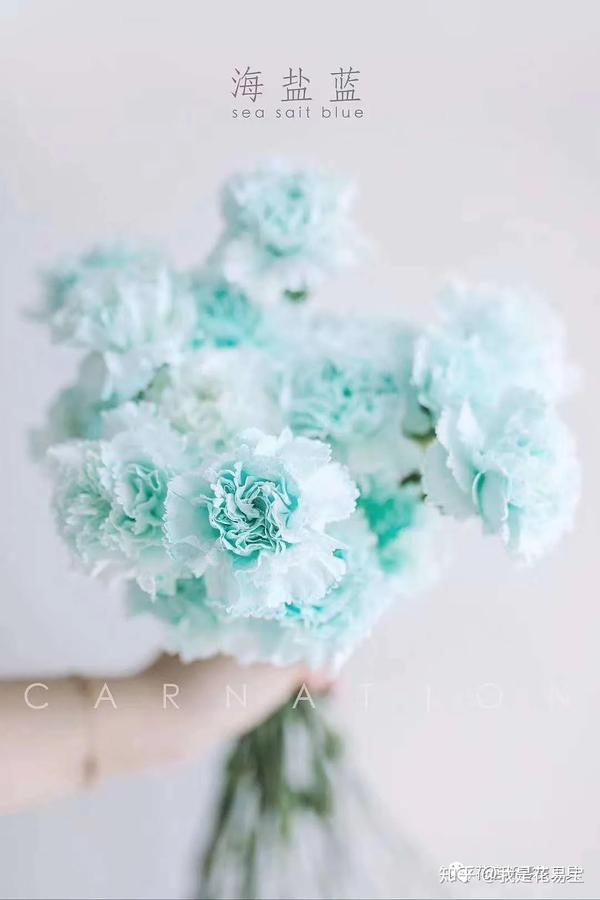 马卡龙染色鲜花教程 给你的生活添点色彩吧 知乎