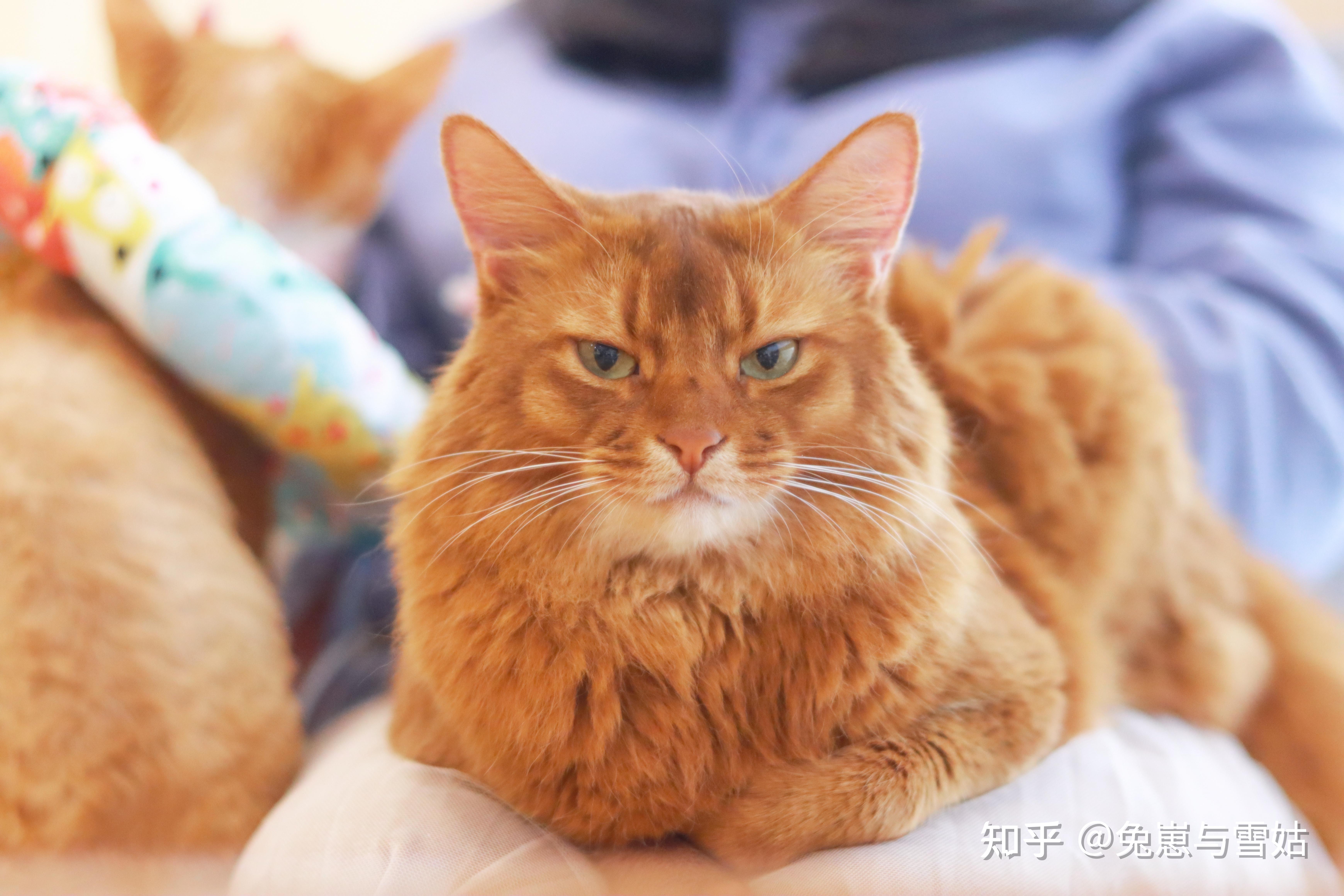 緋紅色索馬里貓黃褐色索馬里貓索馬里貓(somali cat),是一種長毛貓,為