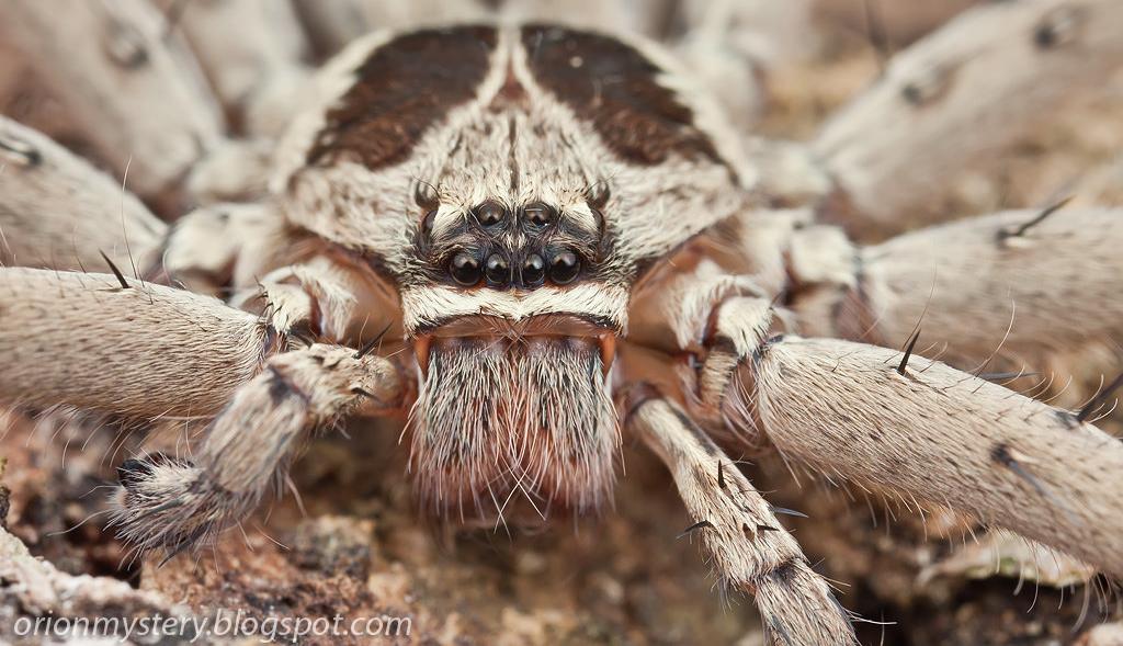 我即使是死了钉在棺材里了也要在墓里用这腐朽的声带喊出白额巨蟹蛛