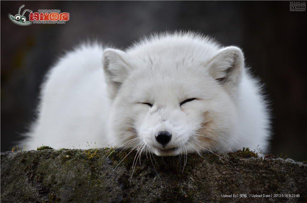 世界上最可爱的九尾狐图片