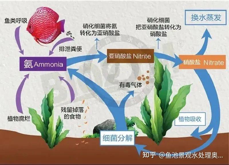 二,鱼池过滤系统误区:01鱼池过滤和鱼缸过滤的方式相同由于缺乏管理