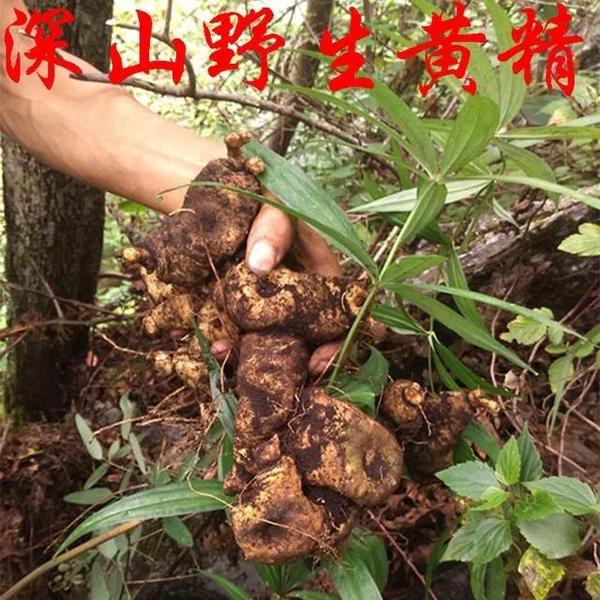 黄精的作用、功效 - 知乎