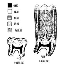草为何没因进化变得非常难吃? 6 v2 ce1947c08443419008ac6d65ded48af6 720w