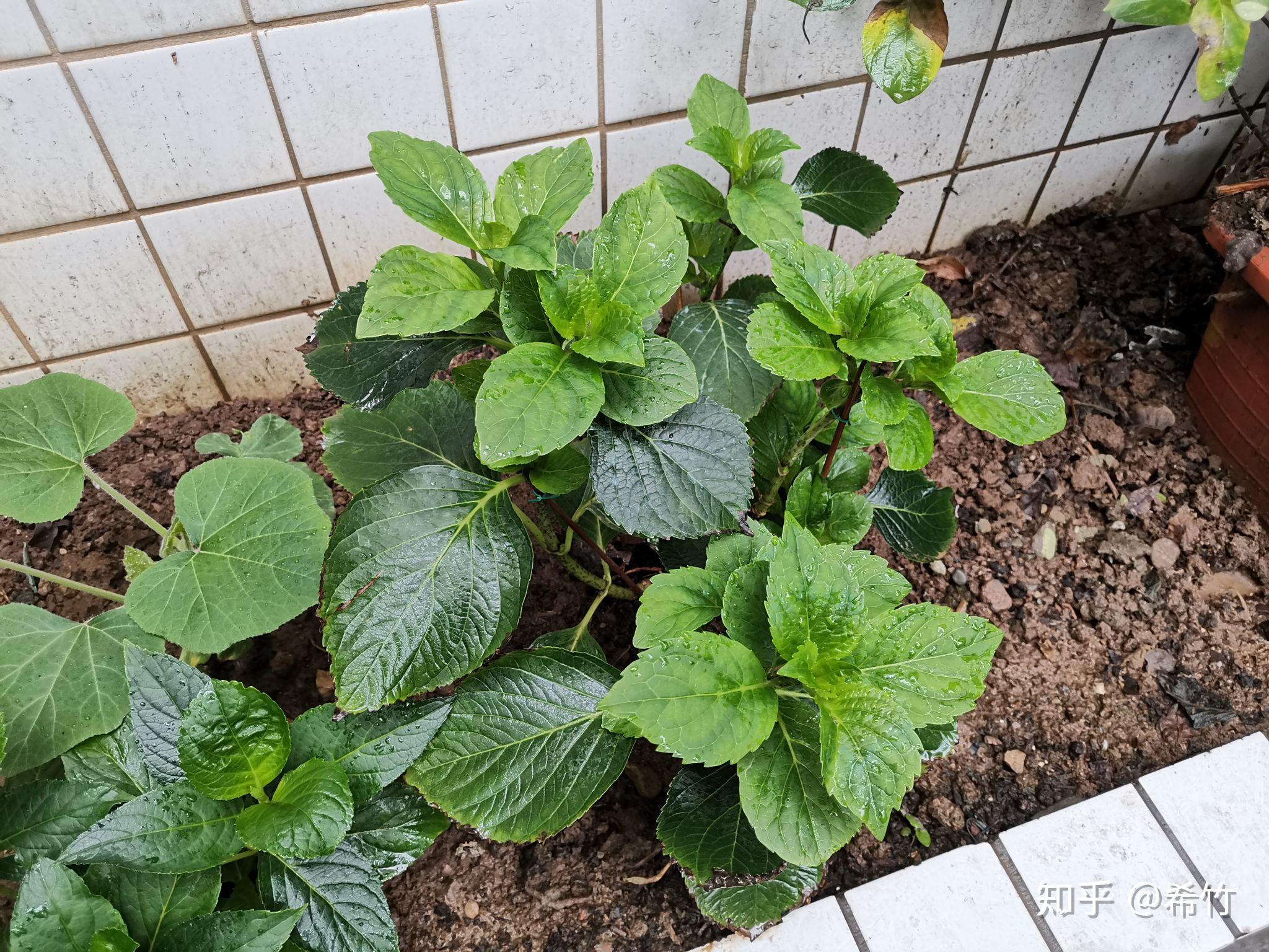 养绣球实在是太难了