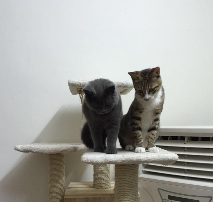 家中两只猫打架后再也不和好怎么办?