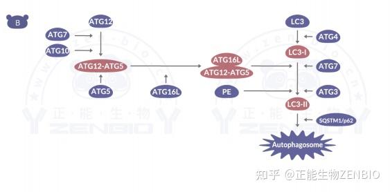 细胞自噬 - 知乎