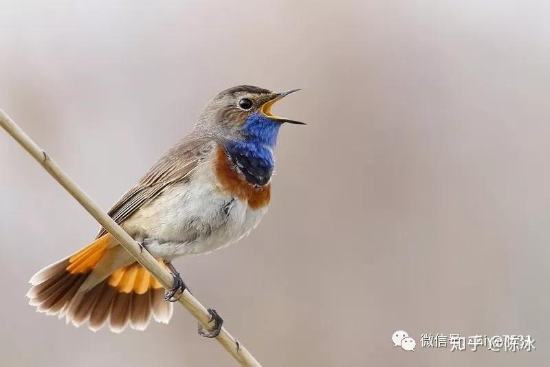 鳥中君子色藝雙絕藍靛頦