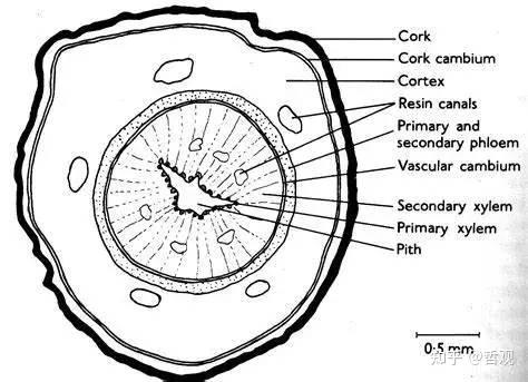 茎的结构示意图及名称图片