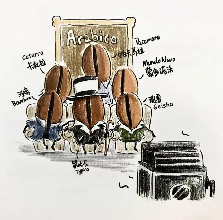 咖啡豆家族之争