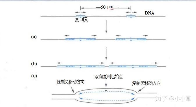 关于DNA复制的一些基本概念-4、5 - 知乎