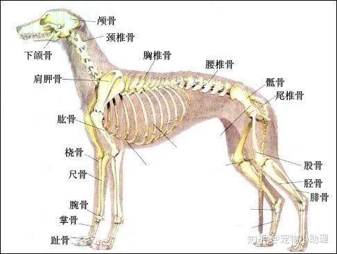 各种狗狗直立行走,长时间罚站的视频一抓一大把,相信你也看到过不少