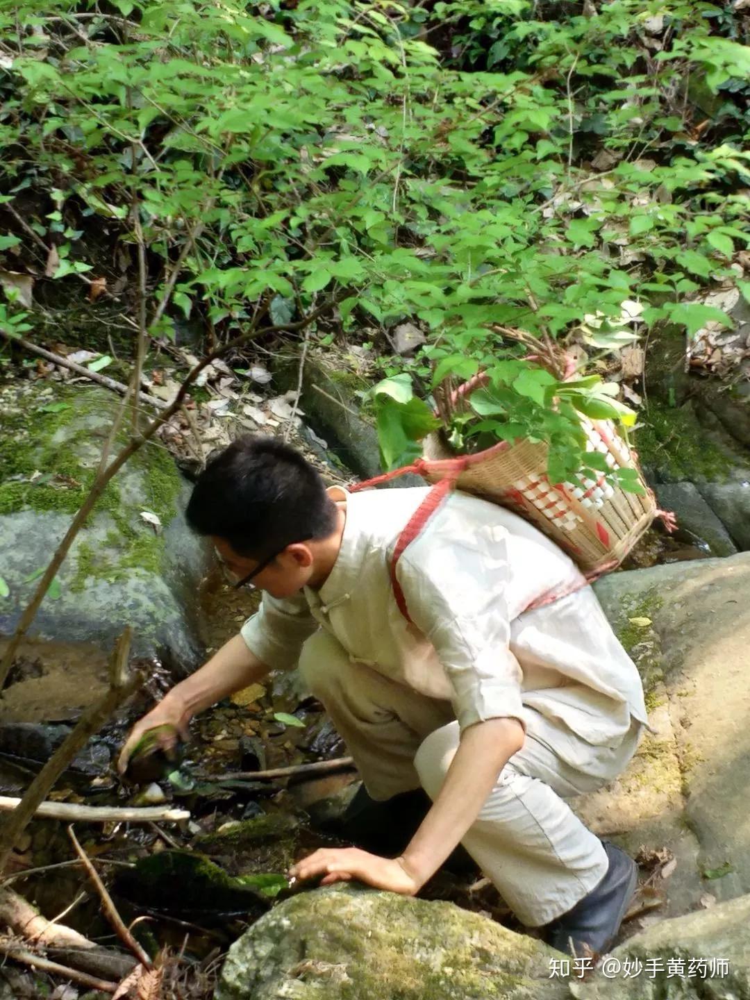 上山采药为你养老黄药师做好中医的最终目的