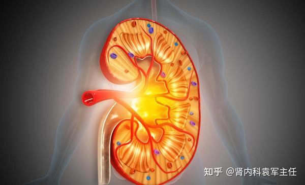 想知道肾好不好?从发现问题到检查问题的详细科普,建议收藏 - 知乎