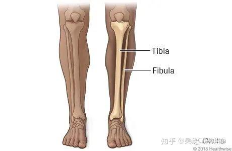 杂谈解剖人的小腿为什么有两块骨头