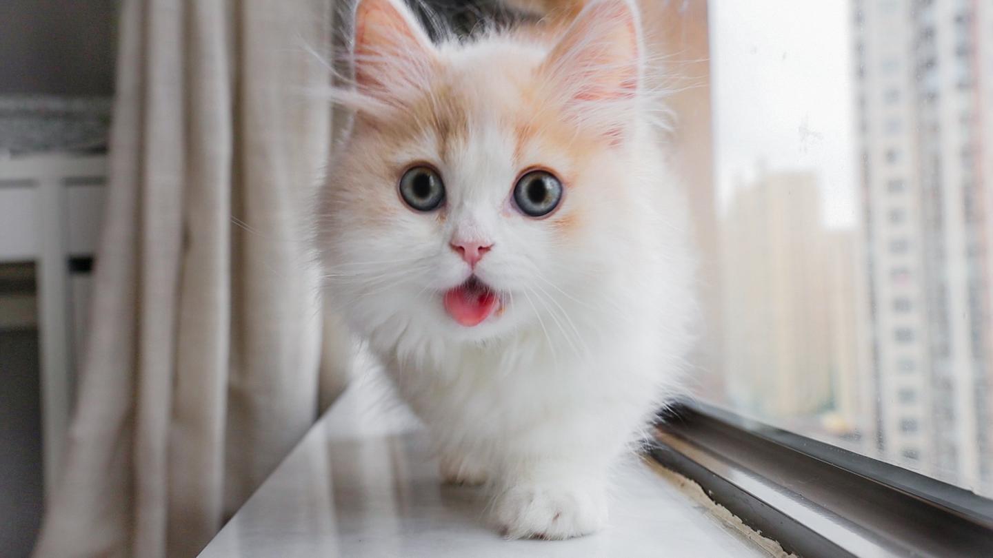 花花与三猫的新小猫，能粘人到什么程度？ - 知乎