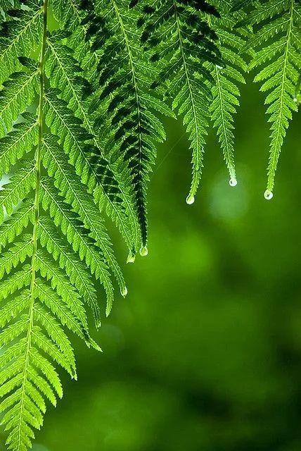 它们的叶子在森林深处散发着强烈旺盛的生命力,遇到了阳光,便又充满了