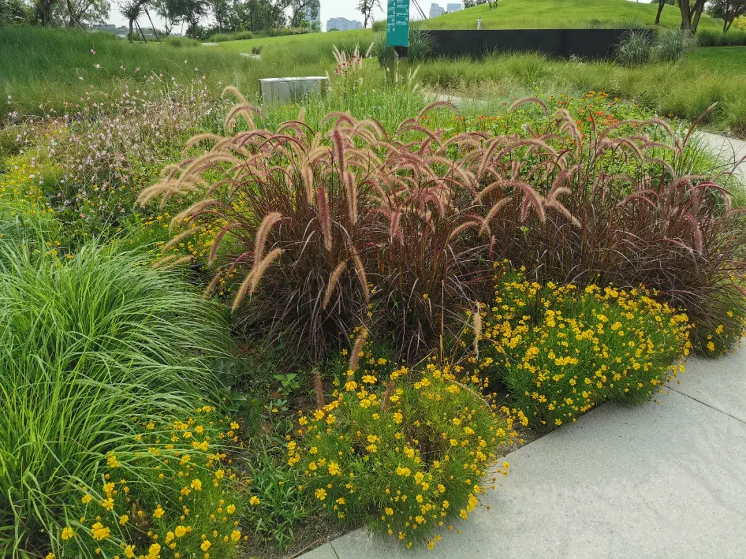 自然野趣的观赏草四季有景春夏观叶秋季赏色冬季悦絮