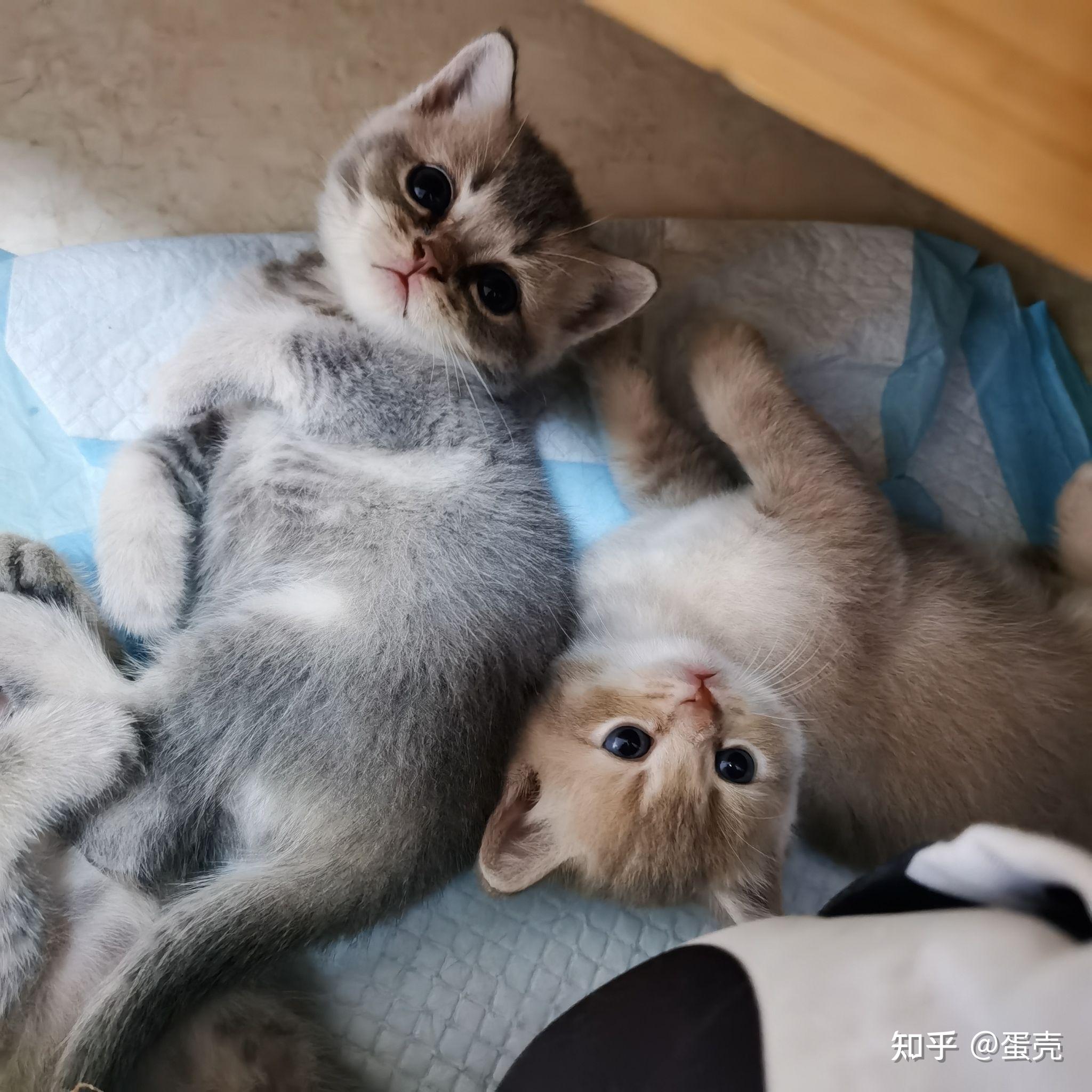 蓝金渐层和蓝猫配会出来啥