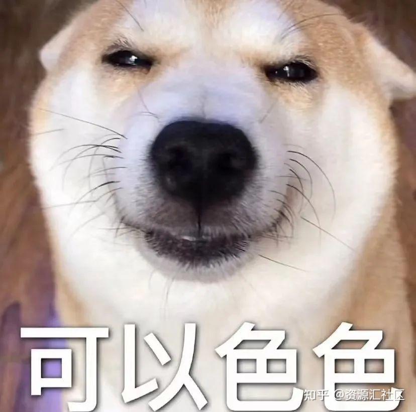 不可以色色色狗柴柴系列表情包好有趣