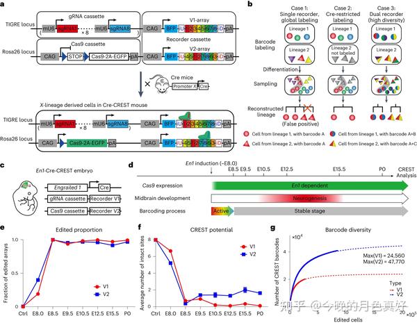 Comprehensive Spatiotemporal Mapping Of Single-cell Lineages In Mouse ...