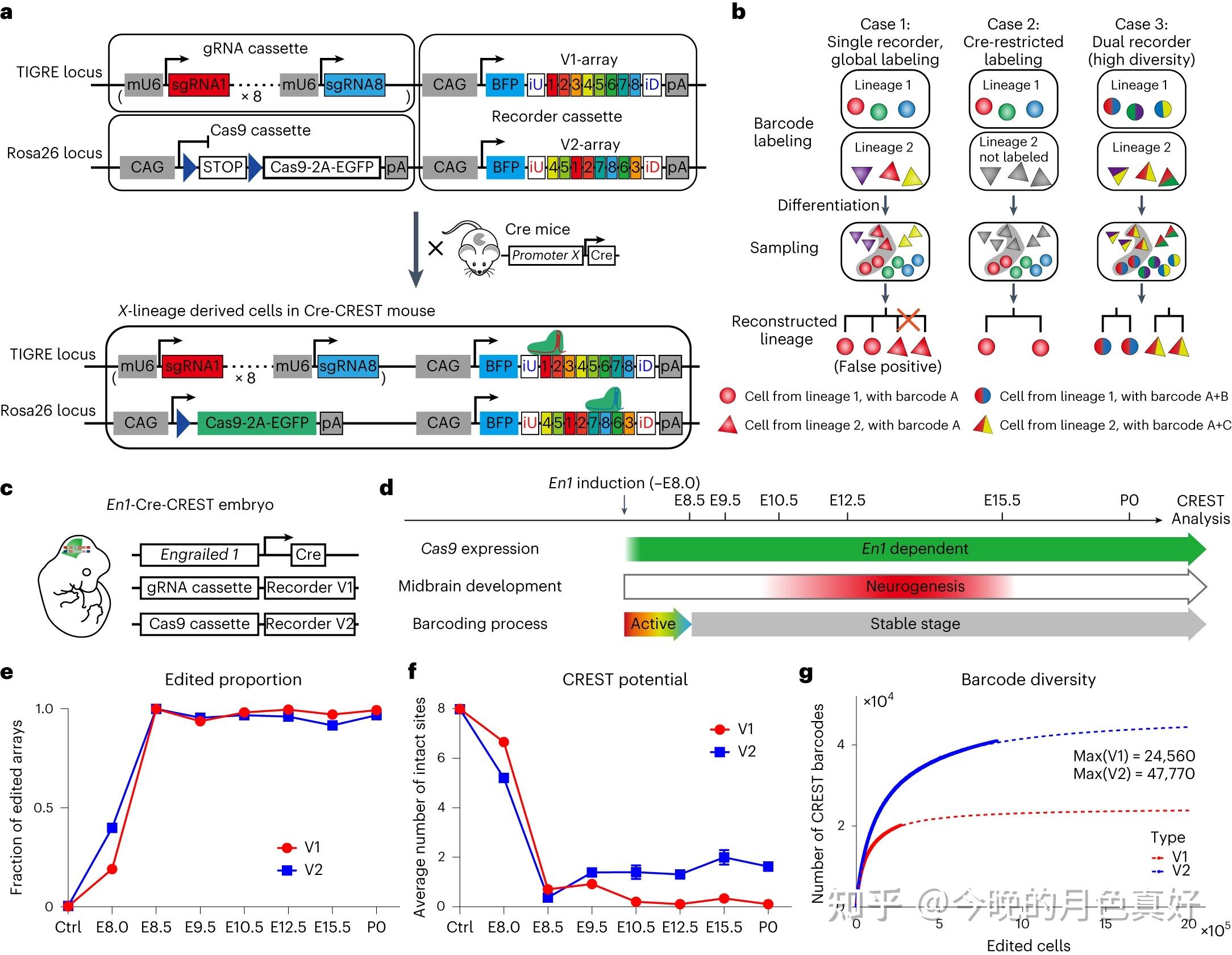 comprehensive-spatiotemporal-mapping-of-single-cell-lineages-in-mouse