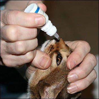 全图解给猫咪滴眼药水最正确的方法