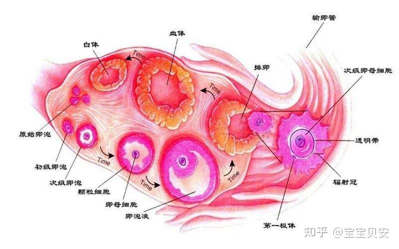 怎样知道卵子已经排出图片