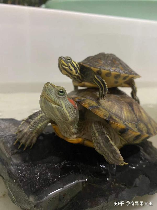 关于龟龟冬眠你需要了解的 - 知乎