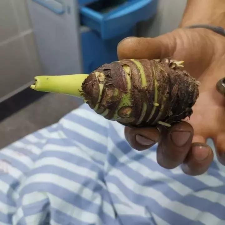 碰一下就中毒这种芋竟是广东狼毒很多人家里就有