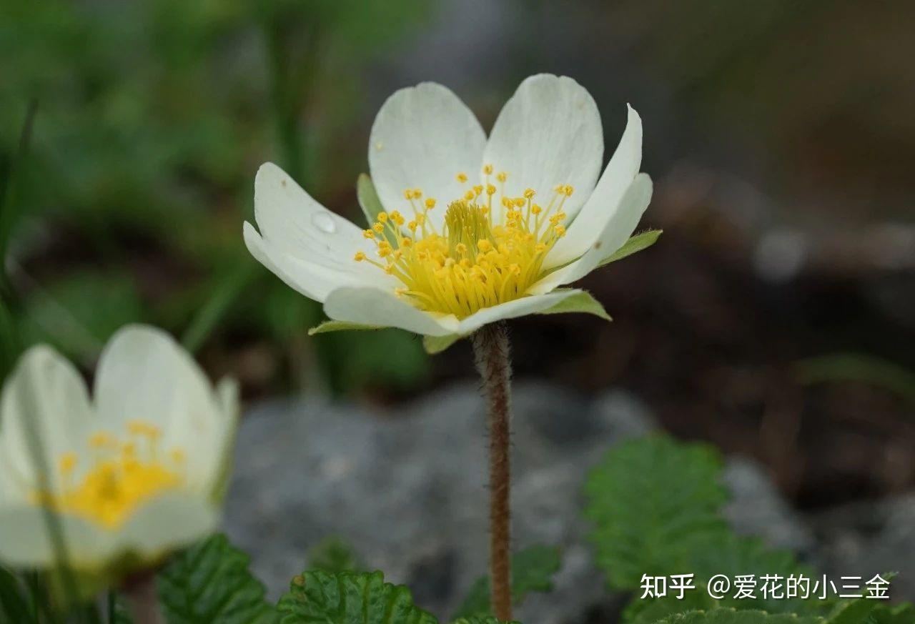 【冰岛国花】：仙女木的前世今生 - 知乎