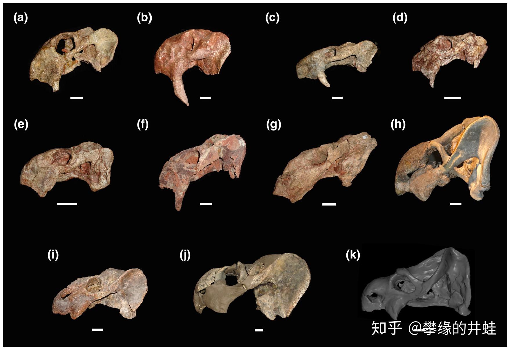 (a-c)短喙恐齿龙兽dinodontosaurus brevirostris;(d-e)平头恐齿龙兽