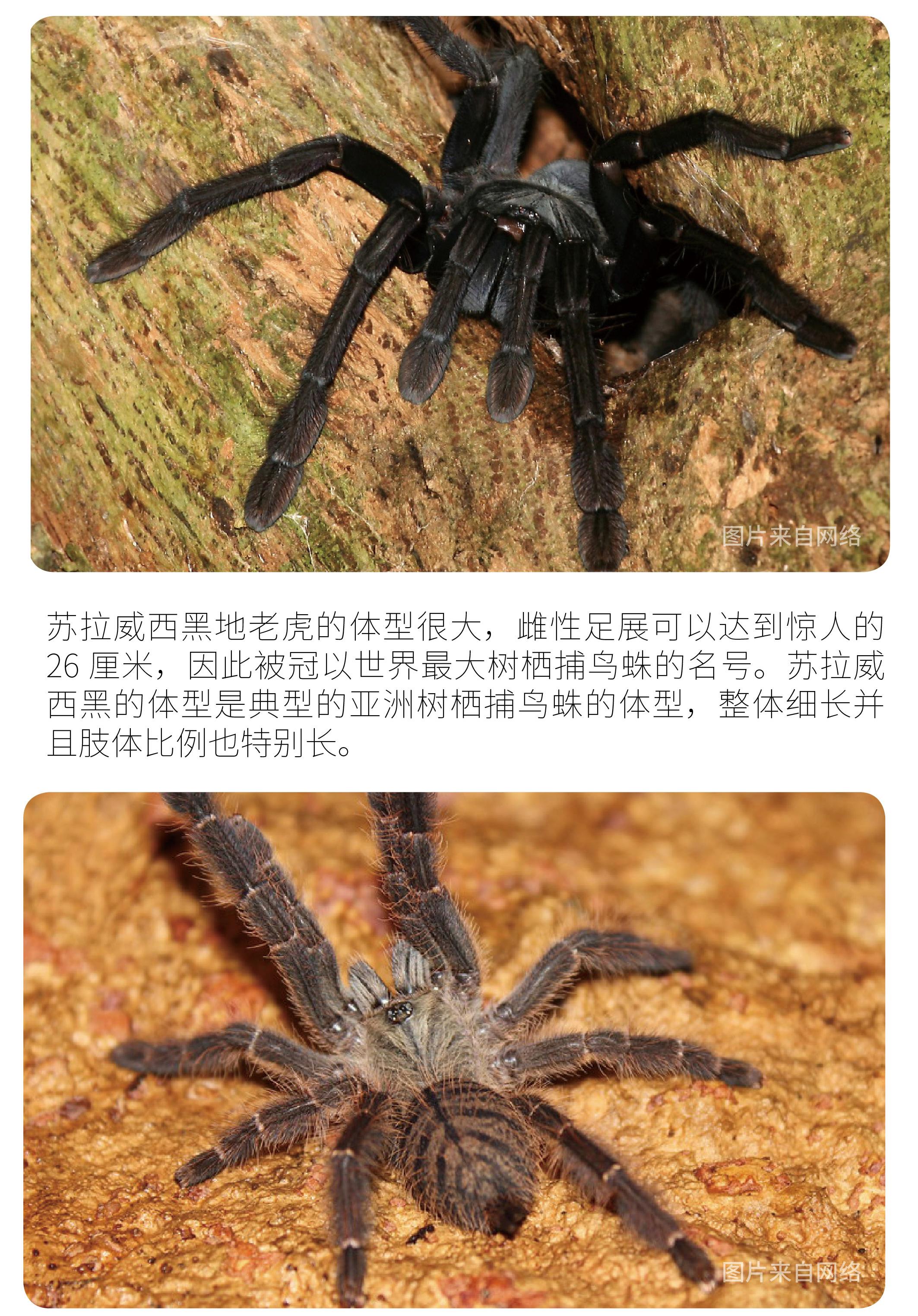 物种小谈┃苏拉威西黑地老虎捕鸟蛛