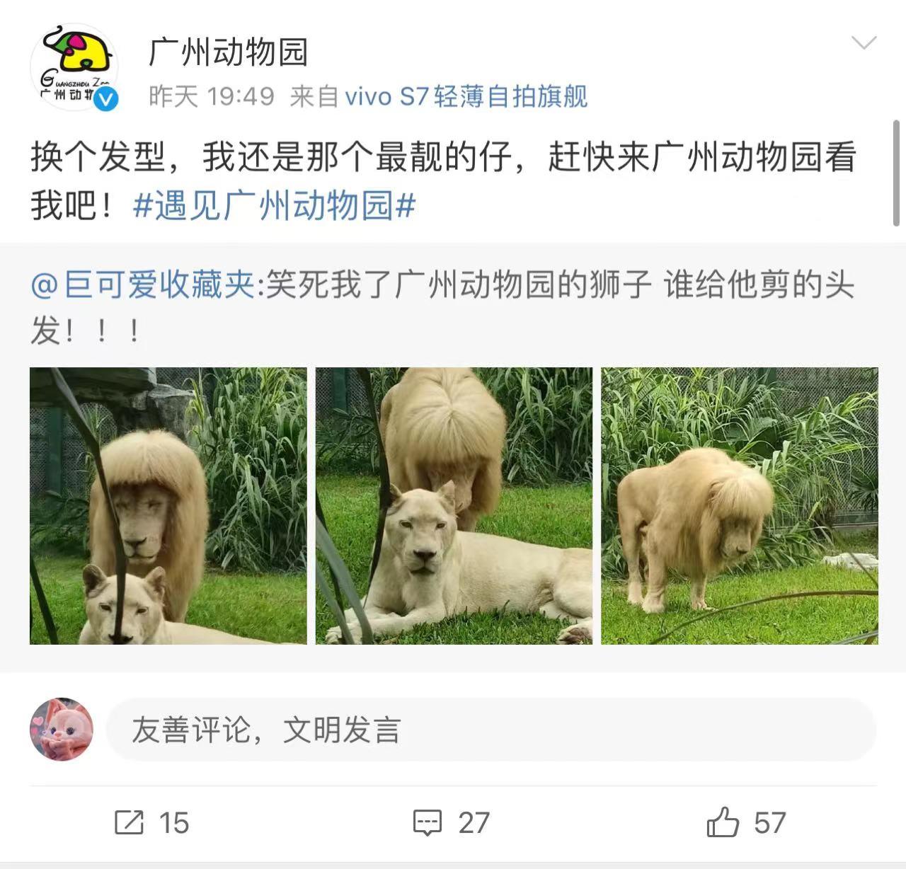 会自己打理刘海的狮子火上热搜它是什么狮记者连线广州动物园